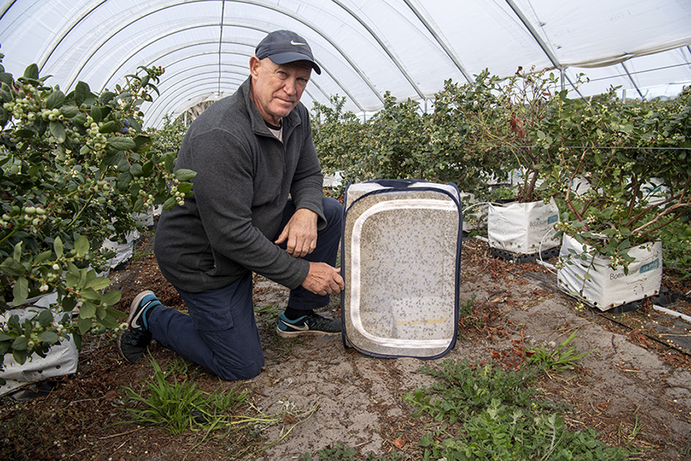 DPIRD research scientist Dr David Cook is building on WA research that confirmed native flies showed potential as effective alternative for horticulture pollination. 