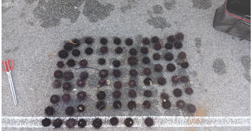 The daily limit for sea urchins is 20 per person