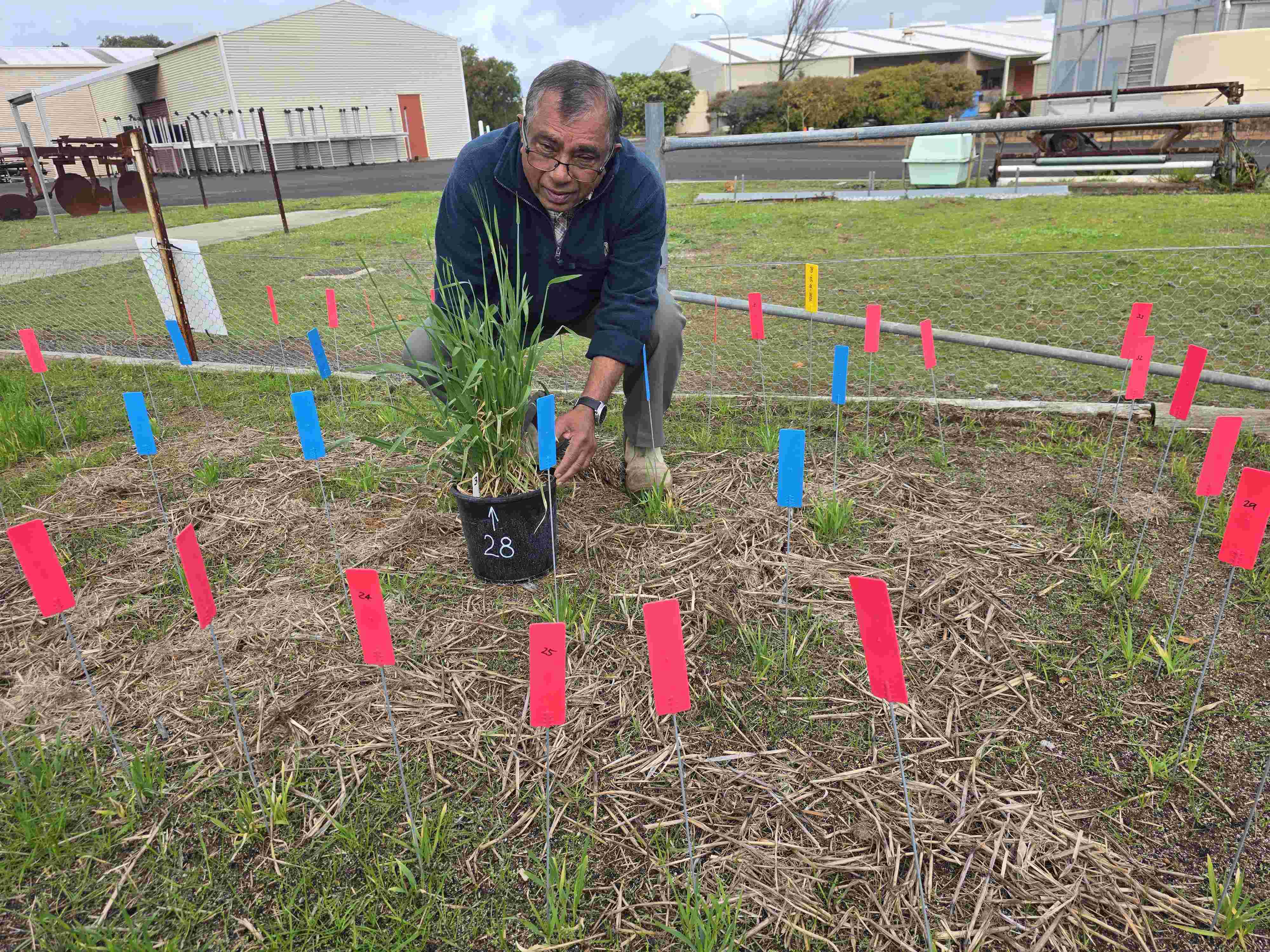 A man squatting in a paddock with a pot plant surrounded by tags.