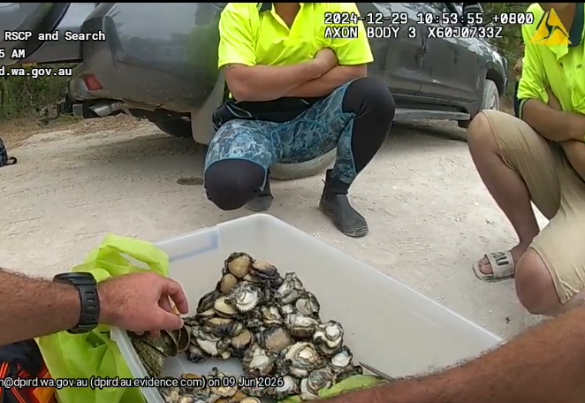 Fisheries officer counting the seized abalone 