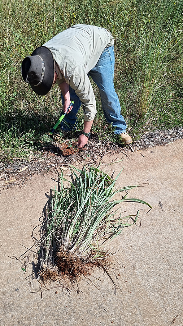 2.	Gamba grass being removed from a roadside in Broome.