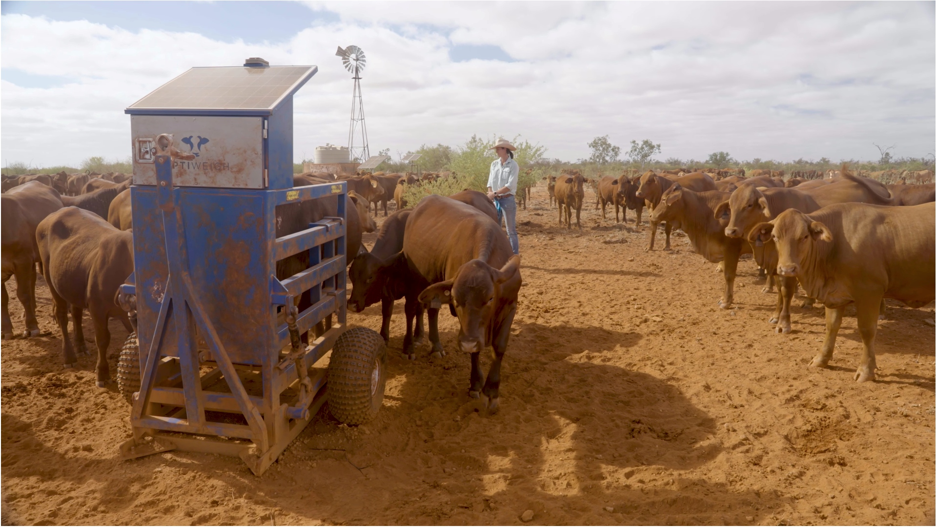 A woman standing in a herd of cattle feedign from a crate with a windmill behind.