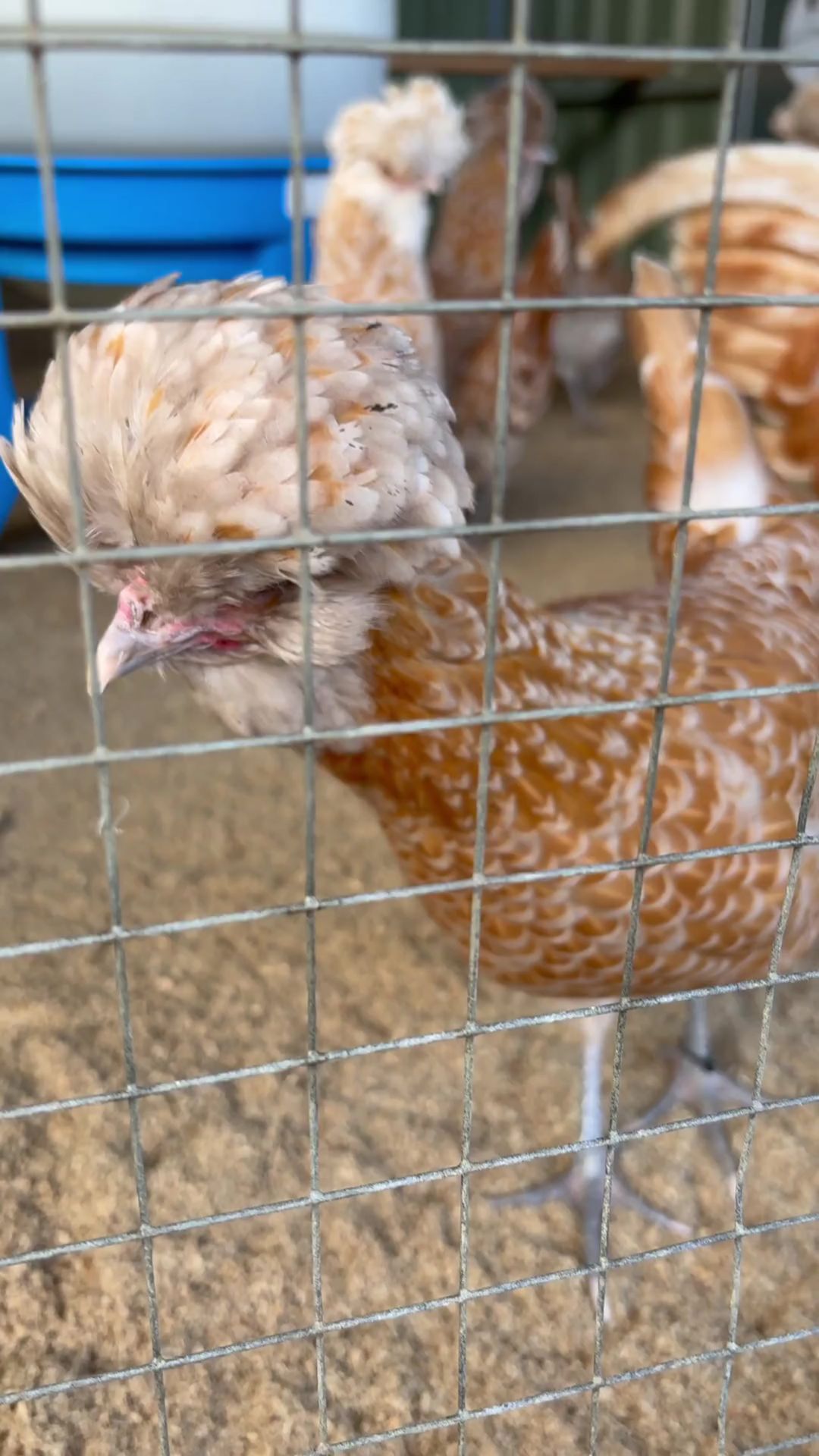 A chicken behind a fence.