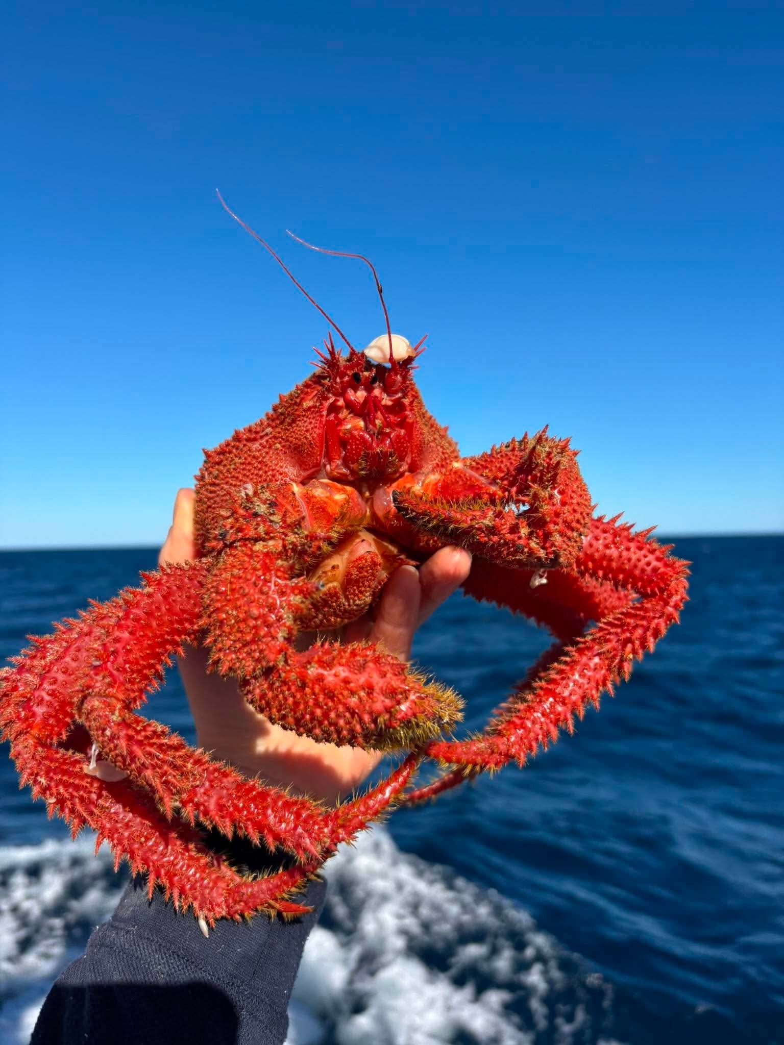 A bright red crab species Paralomis papua is the latest deep-sea discovery as part of a DPRID research project exploring untapped deepwater habitats off WA’s north west coast.