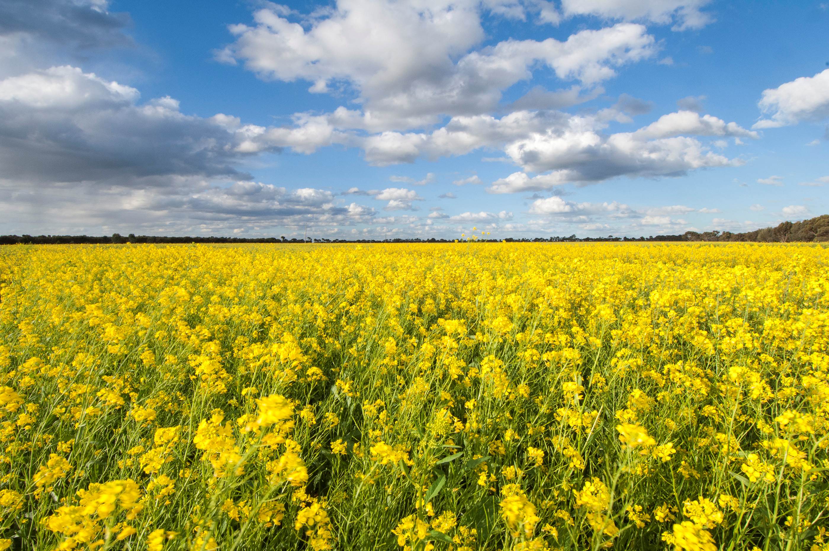 The community is reminded to not enter canola crops to take photos to prevent the spread of weeds, pests and diseases.
