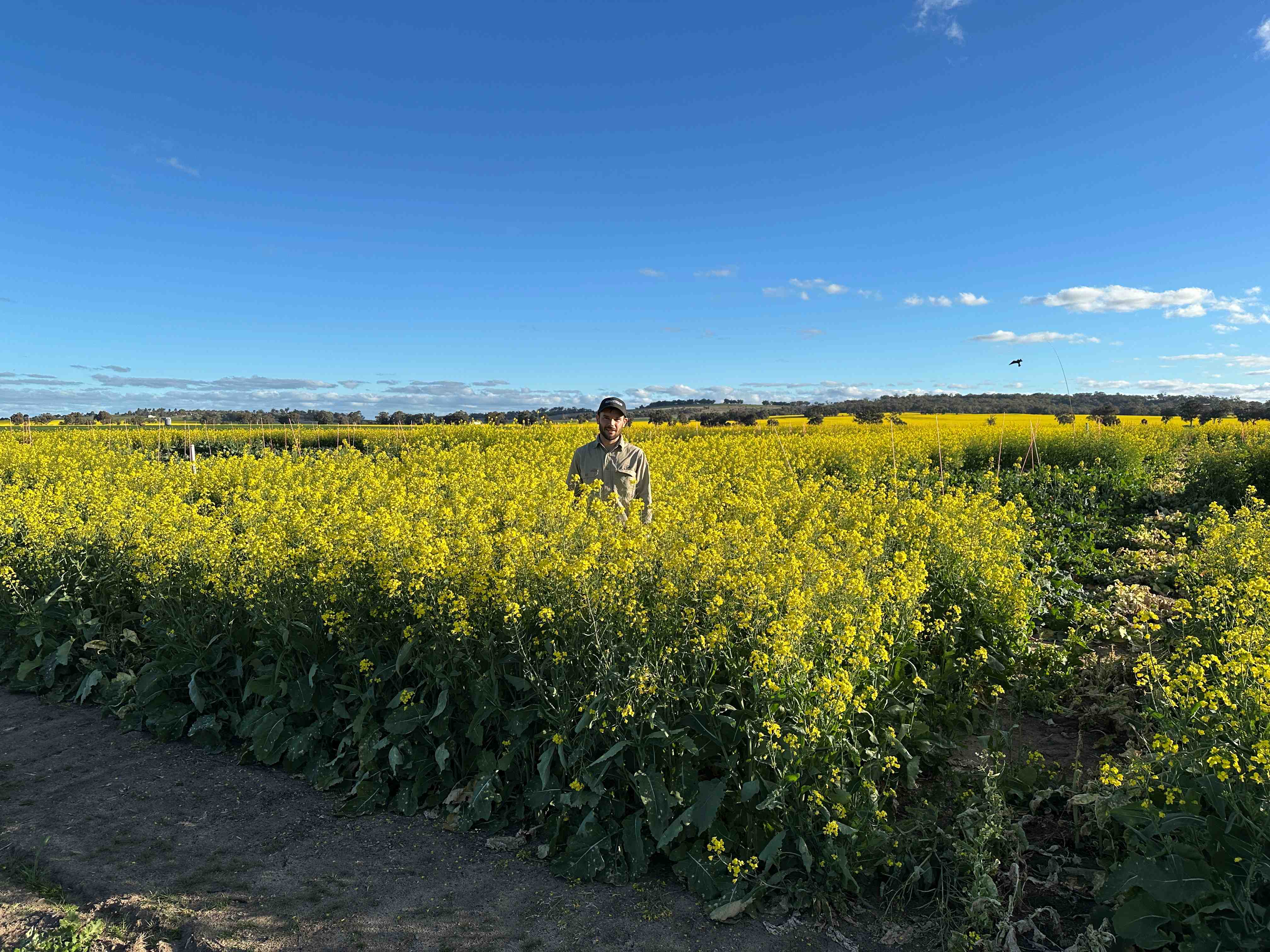 A man standing in a crop of flowering canola. 
