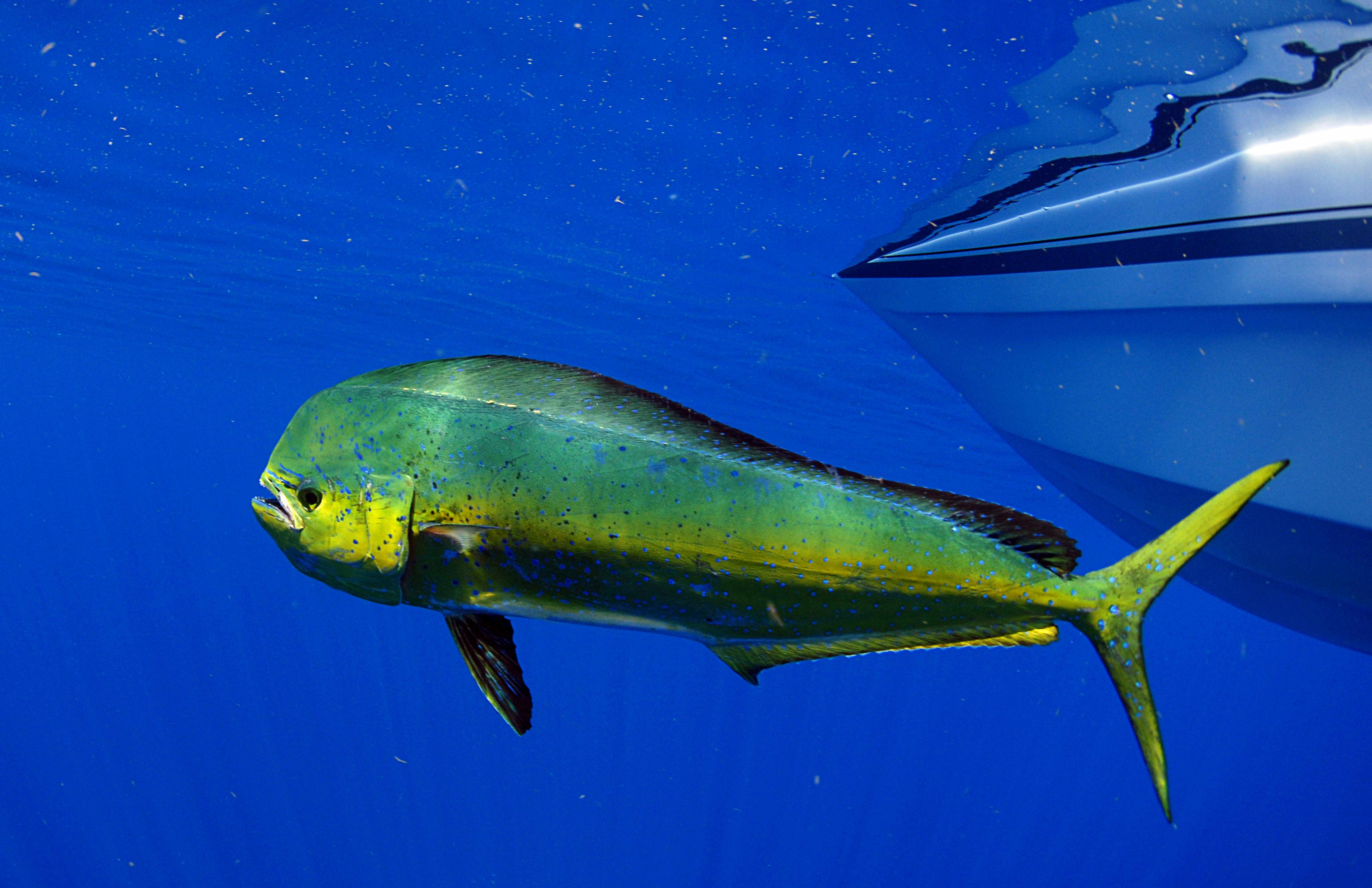 New research is targeting mahi mahi, commonly known as dolphinfish, to support the popular Fish Aggregating Devices (FADs) program.
