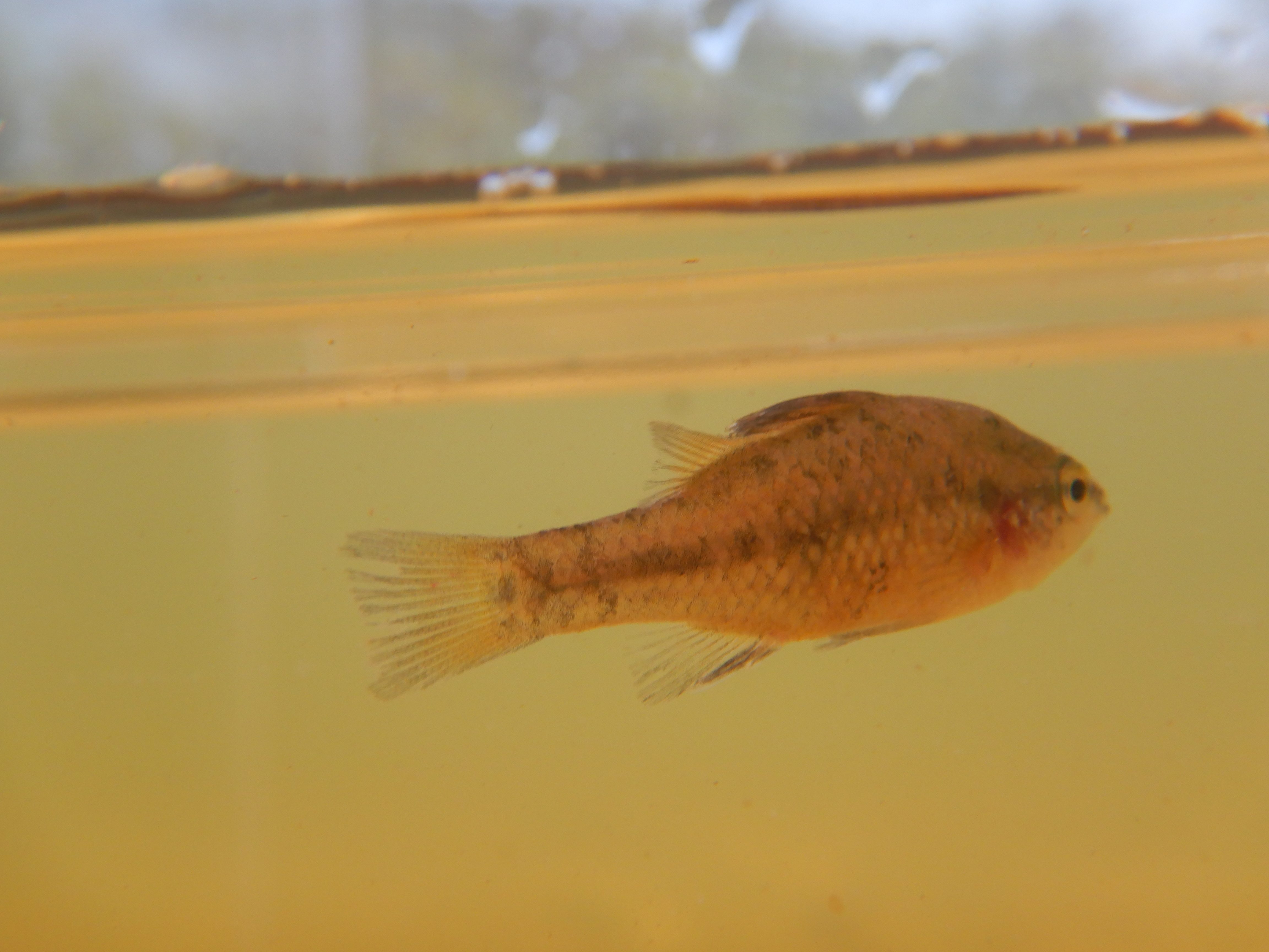 2.	Pygmy perch are a native fish species that you can consider stocking ponds and aquariums with.