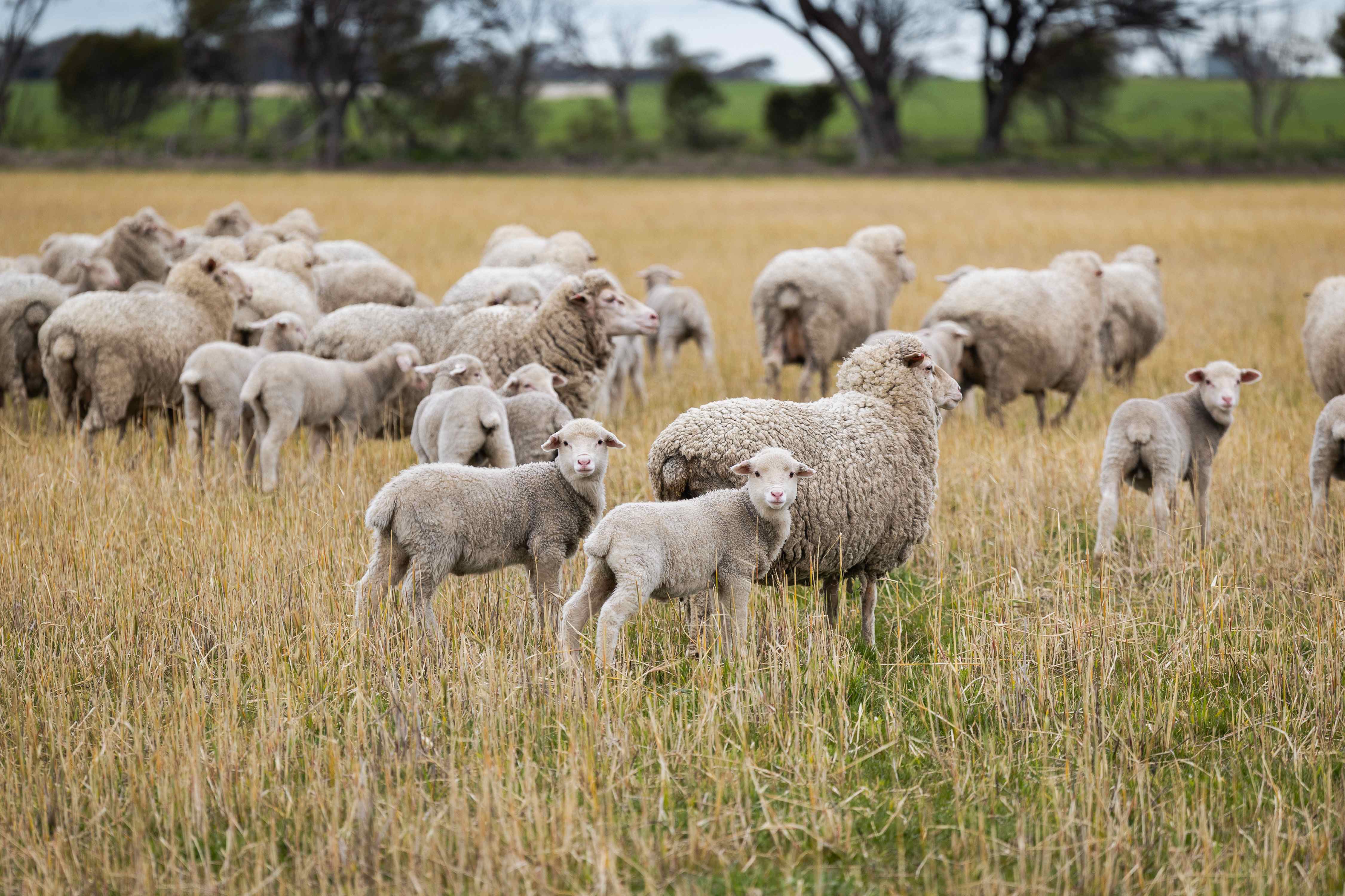 Sheep and lambs in a paddock.