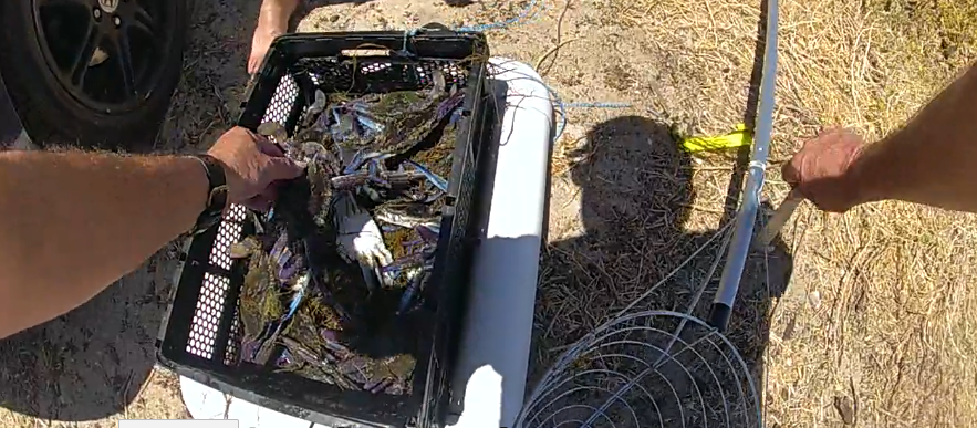 Undersize blue swimmer crabs which were returned to the water.