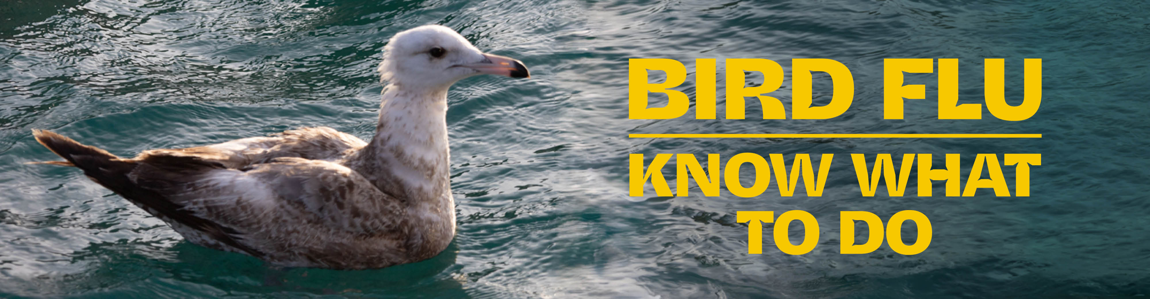 Seagull floating on blue ocean water beside the text “BIRD FLU - KNOW WHAT TO DO”.