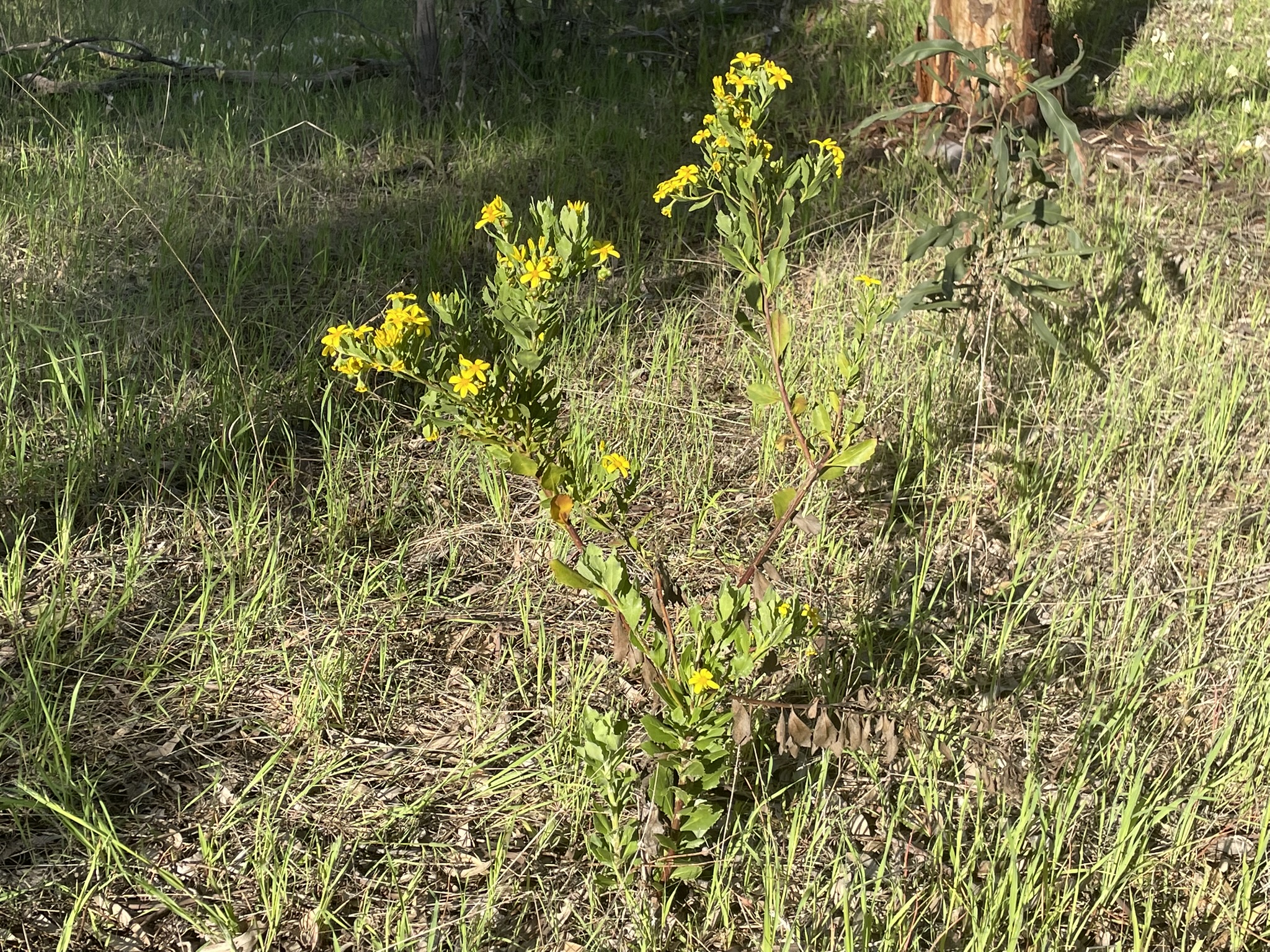 DPIRD is asking the community to be on the lookout for boneseed, which has bright yellow flowers.