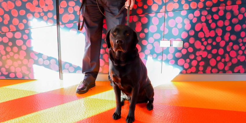 A prison guard stands in front of a brightly coloured wall with a drug detection dog