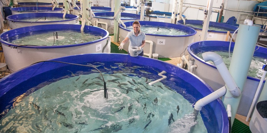Girl feeding fish in aquaculture nursery