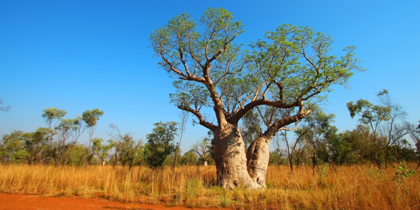 Large boab tree in dry grasslands, with scattered Eucalypts in the background