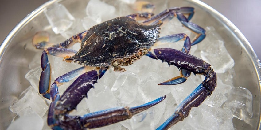 A blue swimmer crab in a bowl of ice