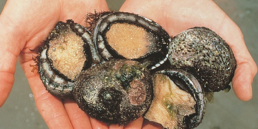 Five Roes abalone in cupped hands