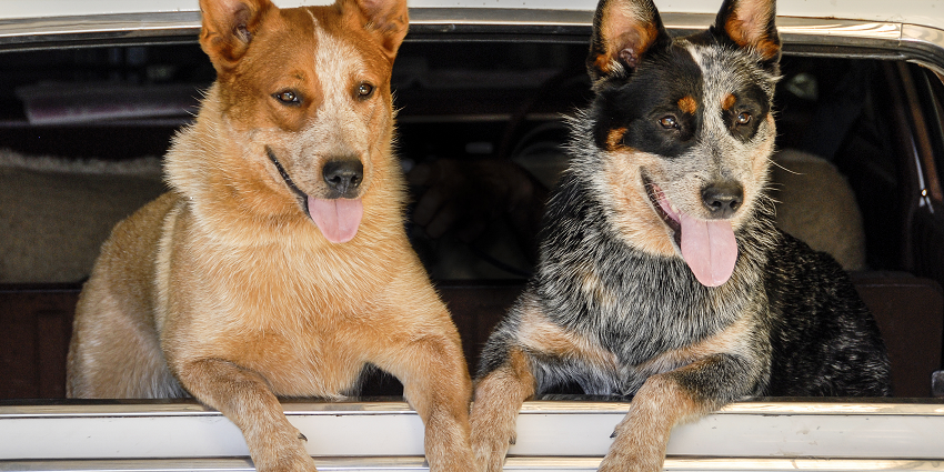 Red and blue heeler in car