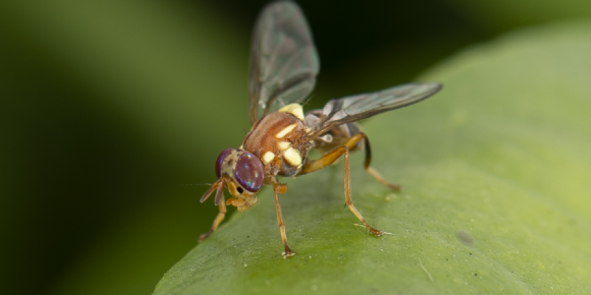A Queensland fruit fly on a leaf