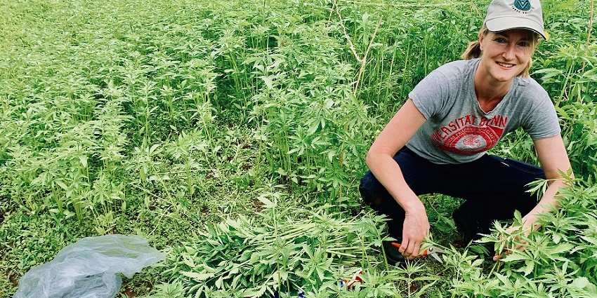 DPIRD research scientist Bronwyn Blake in a crop of hemp.
