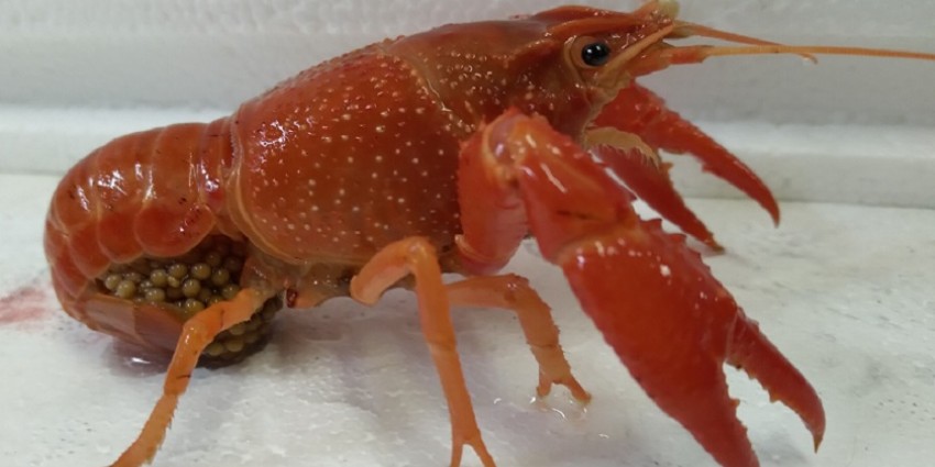 A red swamp crayfish with eggs under its tail