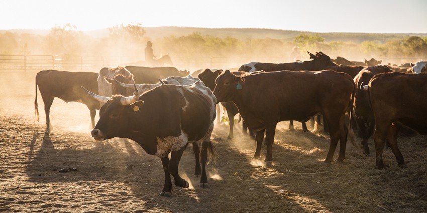 A cattle of cows standing in a dusty field