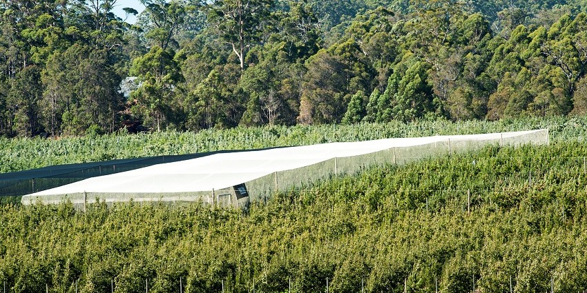 A netted structure covering apple trees in an orchard 