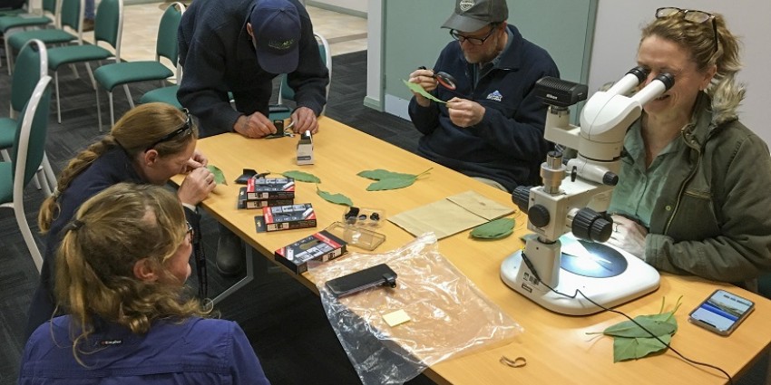 Five south west avocado growers in a workshop to identify six spotted mite