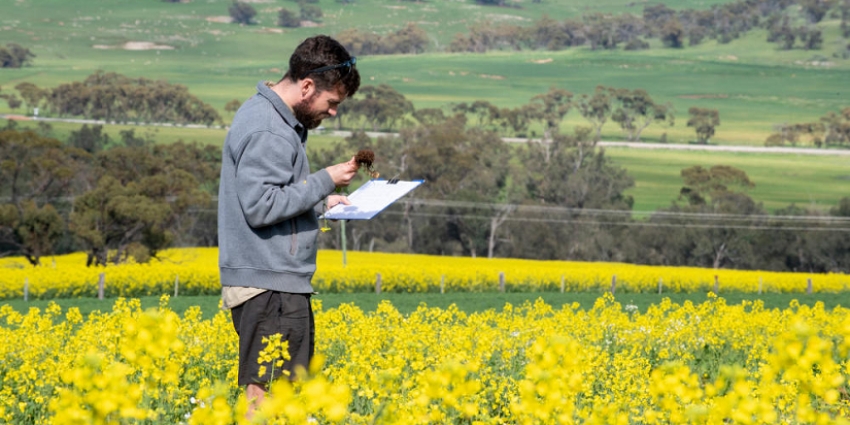 Man hold a clipboard in a field of canola