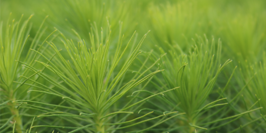 Photo of pine seedlings
