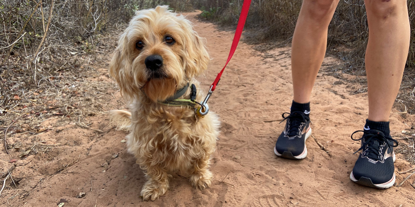 Image of small, fluffy, cute dog being walked on a dirt track by his owner
