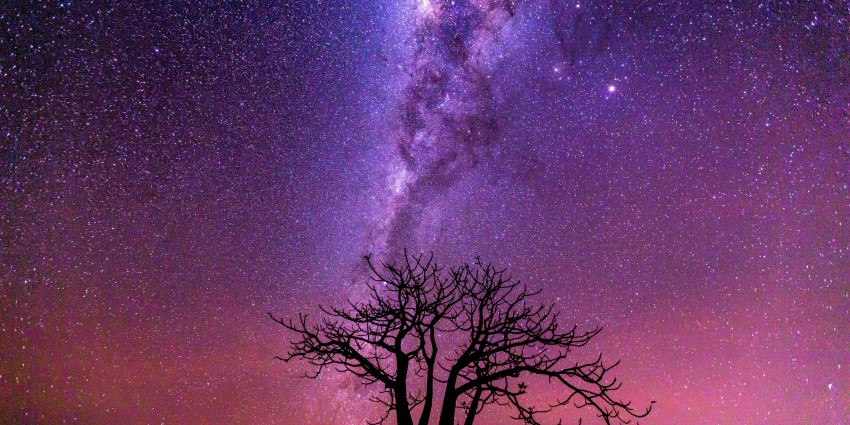 A star-filled skyline showing the milky way behind the dark outline of a boab tree