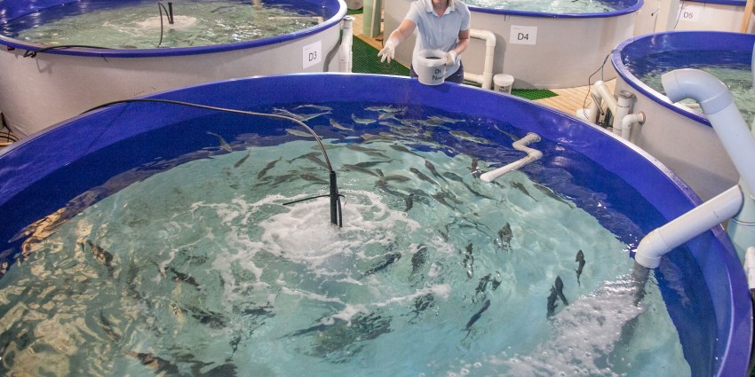 Aquaculture feeding tank