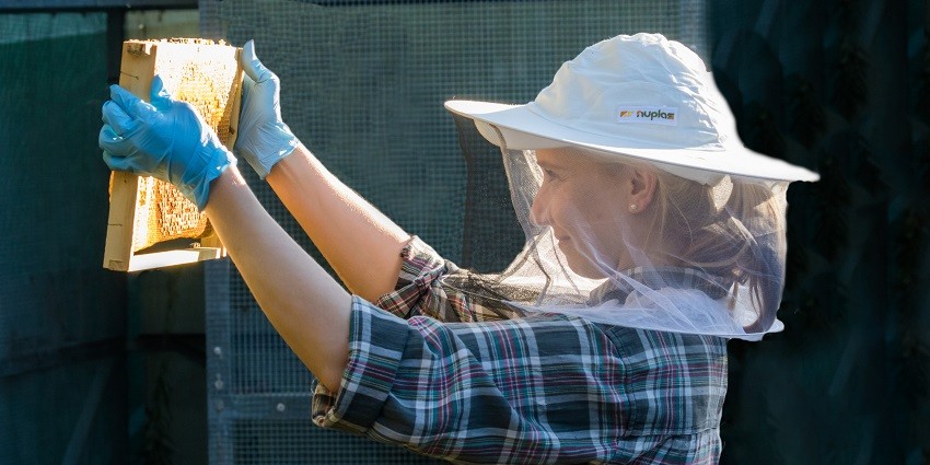 Jessica Moran inspecting bees