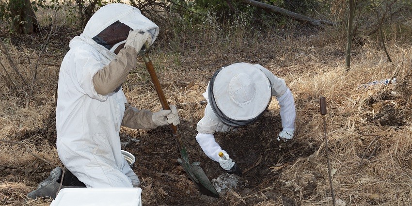 Two people digging a hole to remove wasp nest