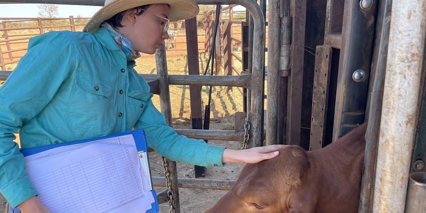 DPIRD Northern Beef development officer Rach Darwin inspects an animal involved in a new research project evaluating the animal welfare outcomes from pain relief treatments