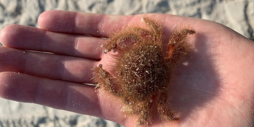 close up of man's hand holding hairy crab