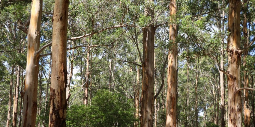 a group of Karri trees