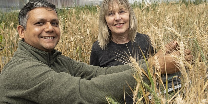 Two people standing in wheat crop