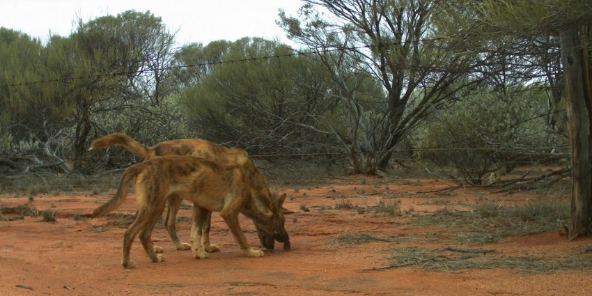 wild dogs in bushland