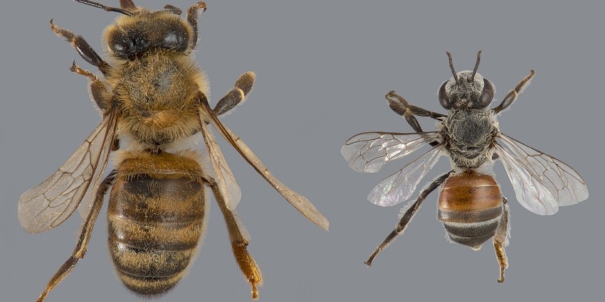 two different species of bee side by side