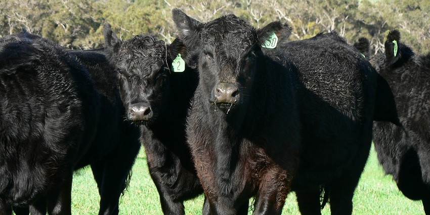 cattle with ear tags