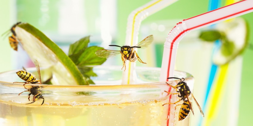 european wasps on cocktail glass