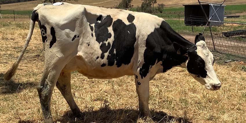 Dairy award tops off record milk production for Karnet Prison Farm