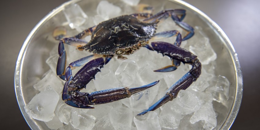 blue swimmer crab on a bowl of ice