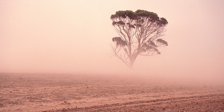 Tree surrounded by red fog