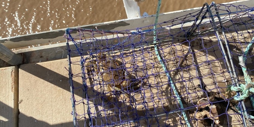 Fish traps are illegal in WA and costly when users front court