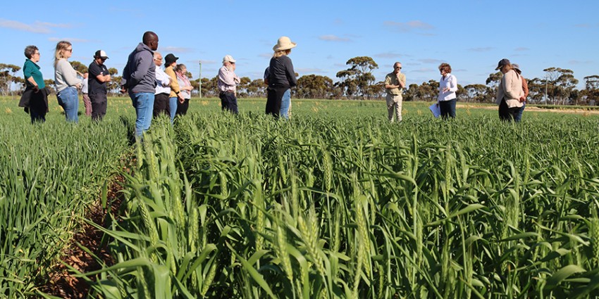 group of scientists standing in field of grain crops listening to a woman speaking 