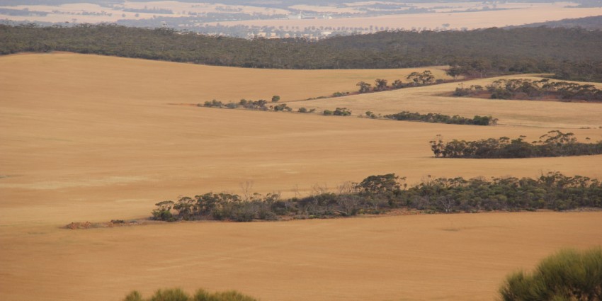 panoramic view of the wheatbelt