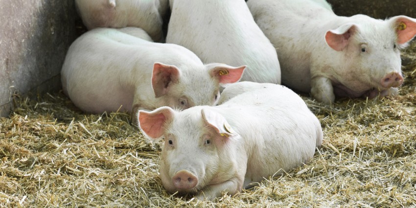pigs lying in pig pen on hay